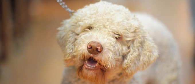Cane da tartufo