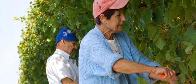 Vigneti nelle Langhe