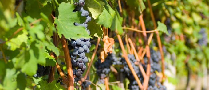 Vigneti nelle Langhe