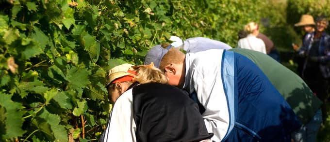 Vignaioli nelle Langhe