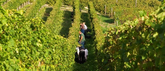 Vignaioli nelle Langhe