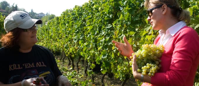 A colloquio con i vignaioli in Italia