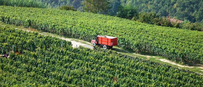 Vigneti nelle Langhe