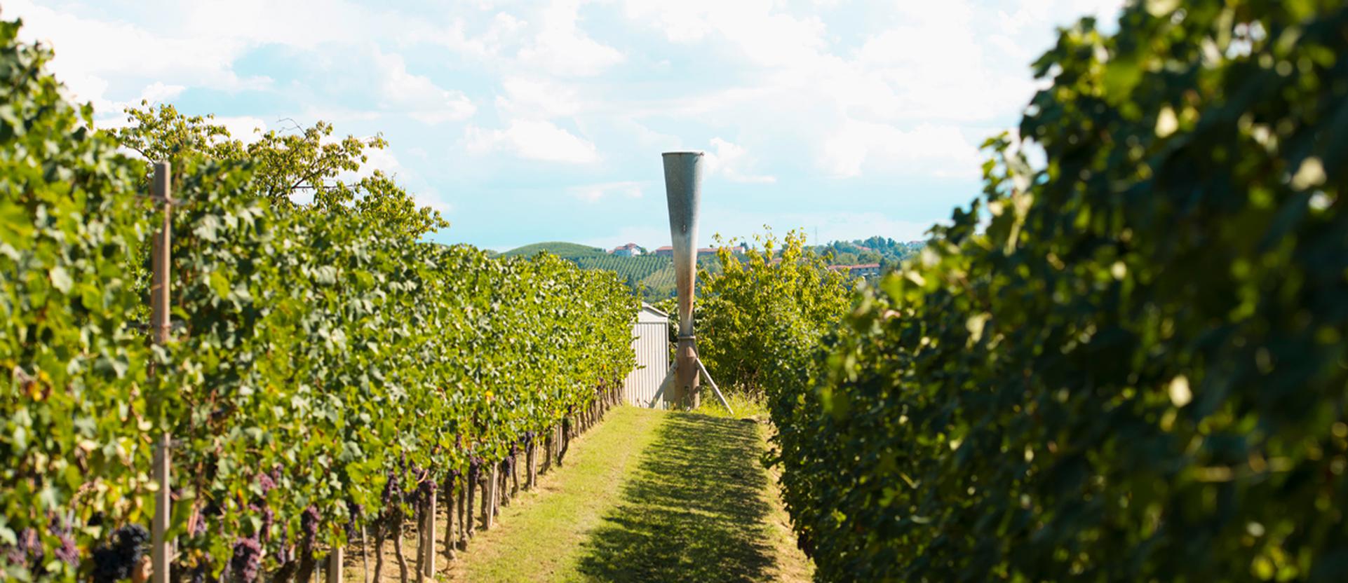 Cannons of the Langhe-Roero