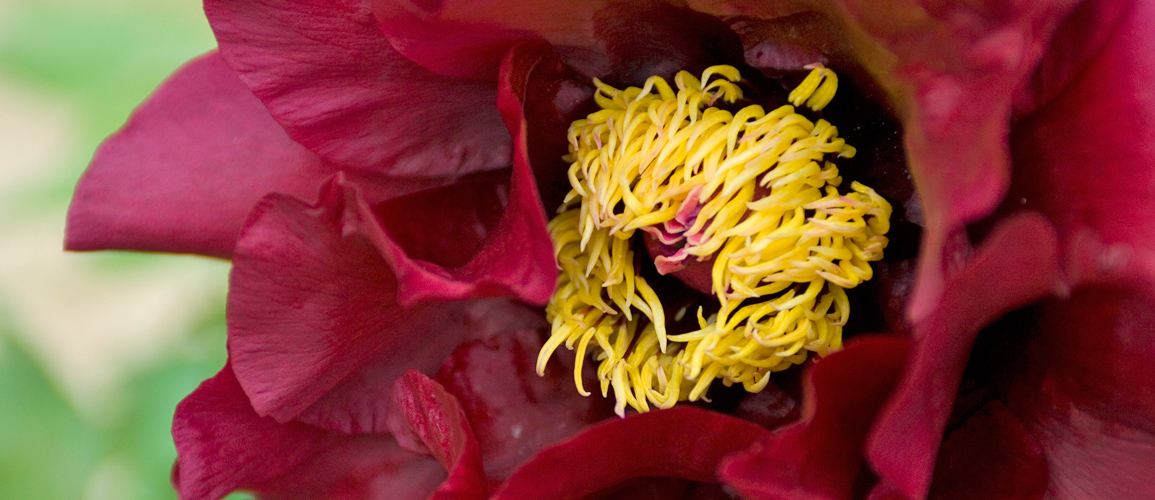 Peonie, Piedmont Italy