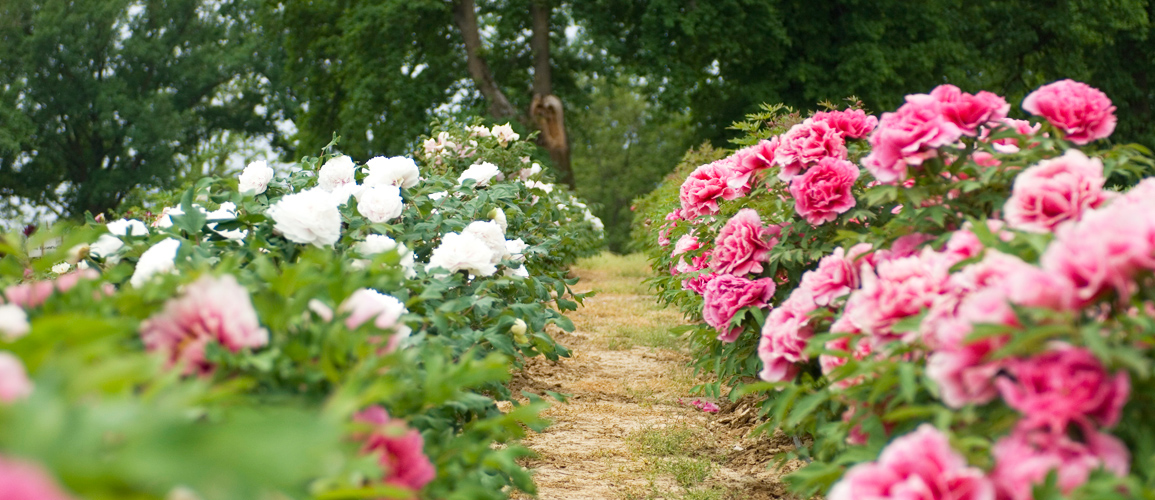 Peonie, Piedmont Italy