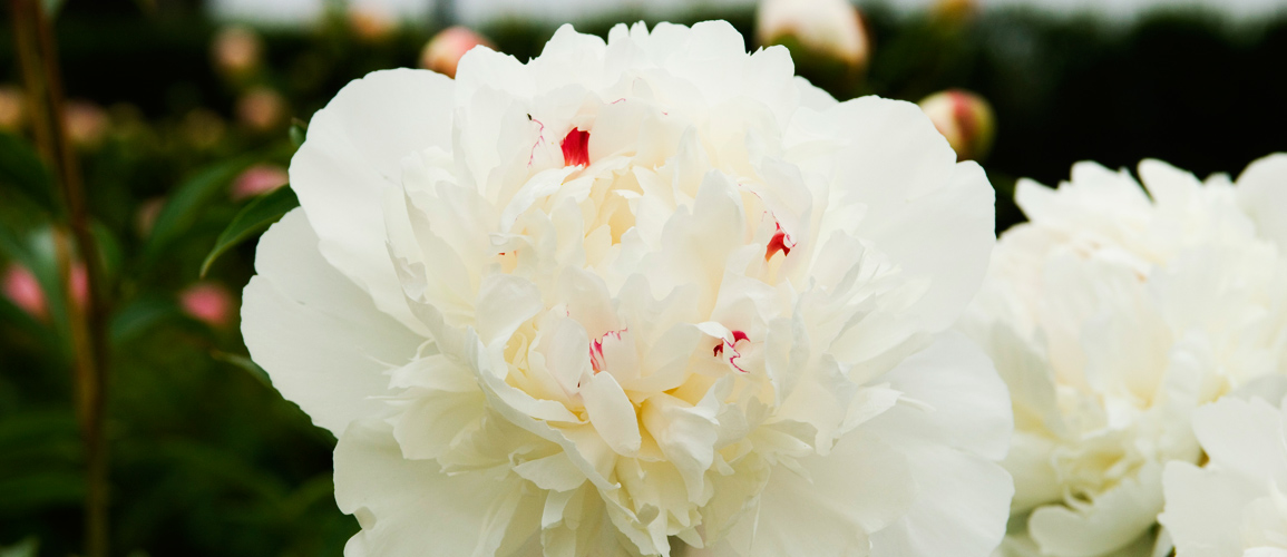 Peonie, Piedmont Italy