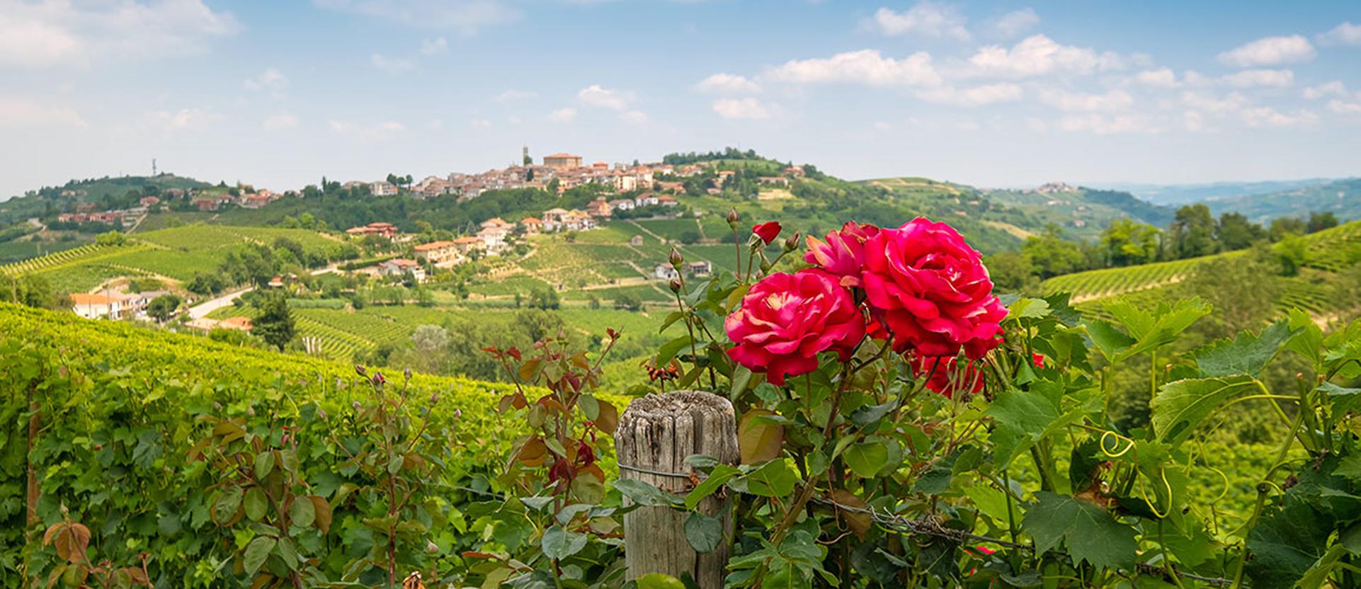 A Rose for a Vineyard