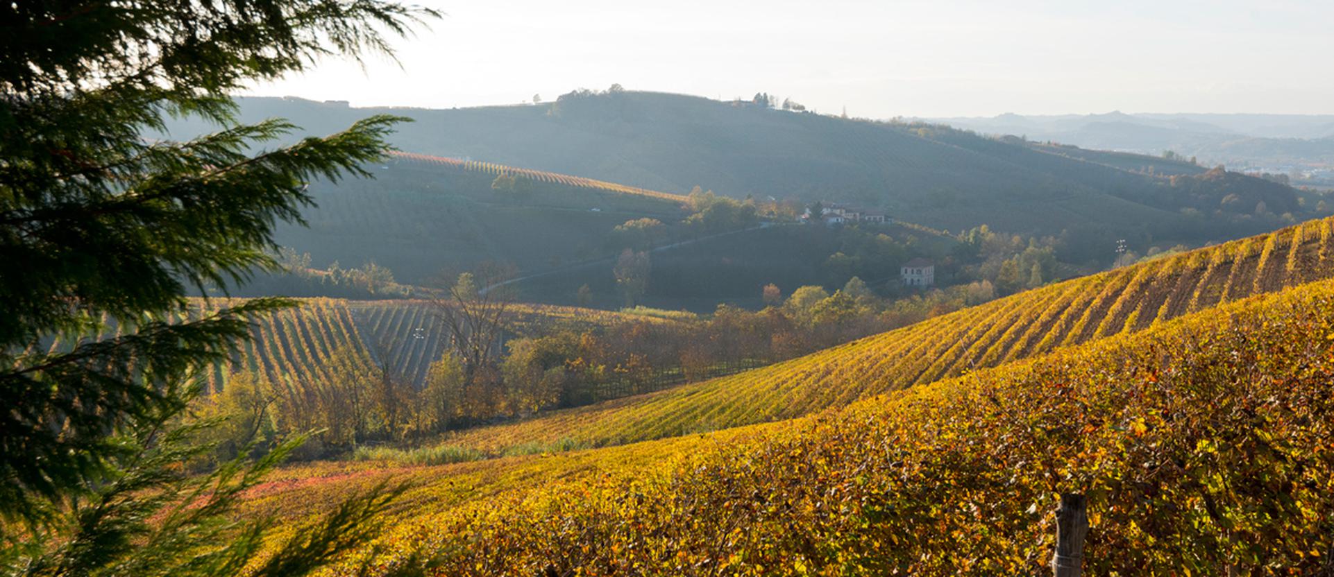 Where to buy in Piedmont, Italy