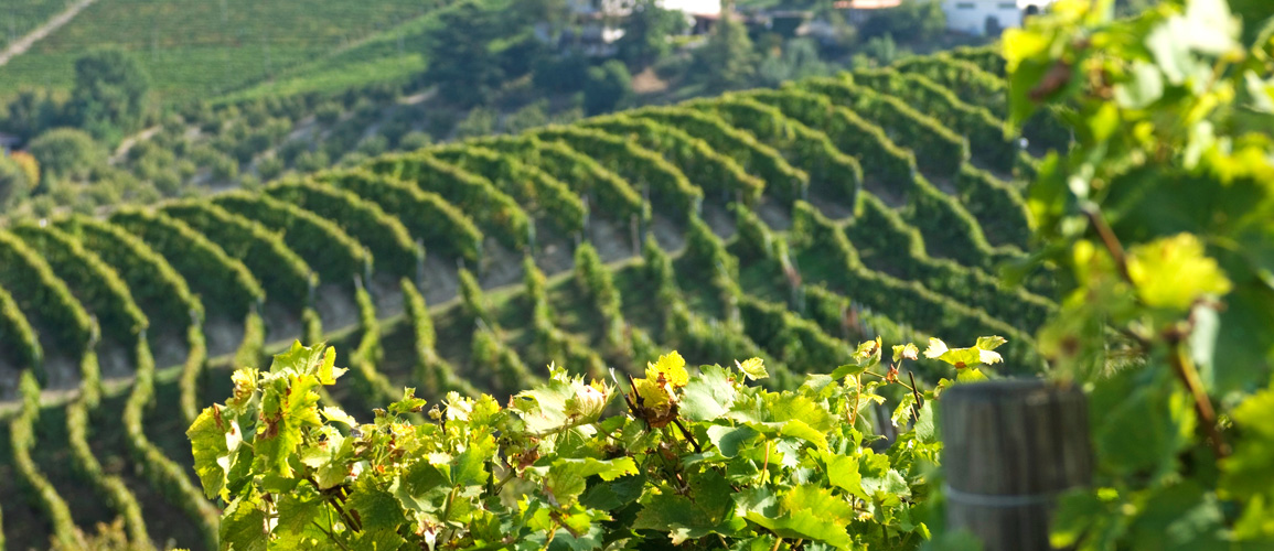 Vineyards in the Langhe