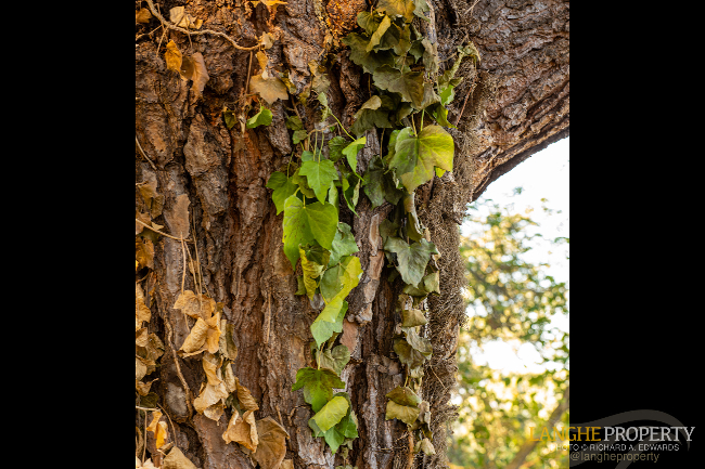 'Shell' villa in stunning location close to Alba